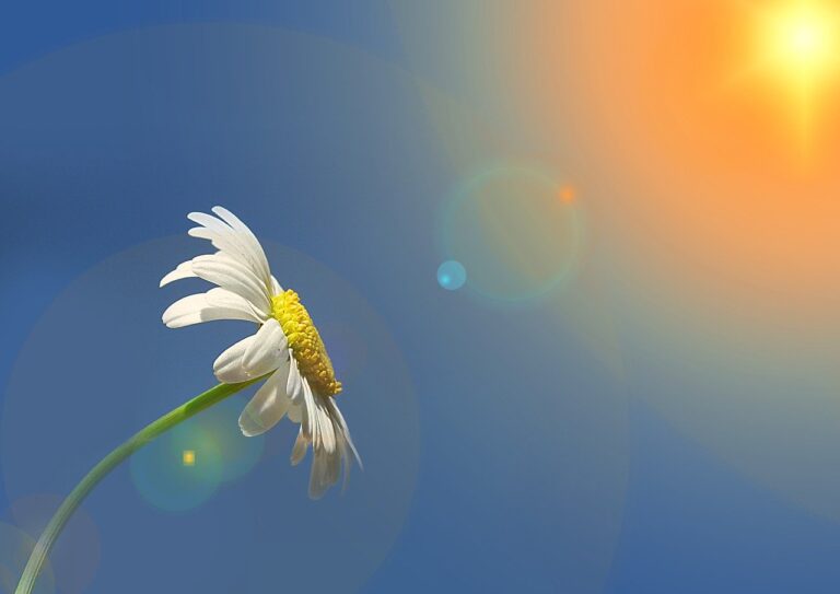 marguerite, leucanthemum, composites